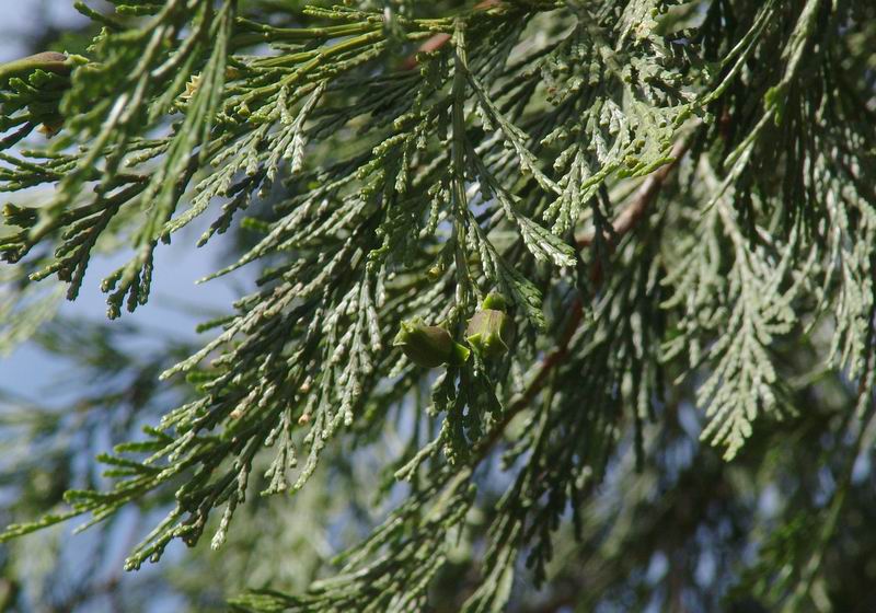 Calocedrus decurrens - Libocedro